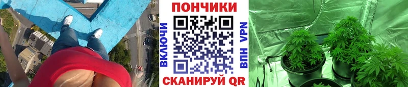 Шишки марихуана семена  кракен tor  Ессентуки 
